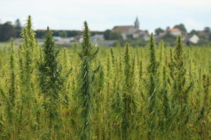 hemp plants